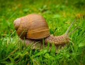 Ienākumus līdz 3000 EUR no vīngliemežu lasīšanas ar nodokli neapliek