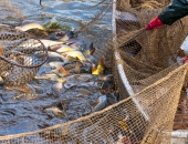 Atbalstīs Latvijas zivrūpniekus jaunu tirgu apgūšanā