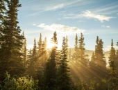 Meža produktu imports deviņos mēnešos Latvijā pieaug par 6,4%