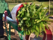 Latvija pērn eksportējusi 18,2 tūkstošus Ziemassvētku eglīšu