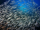 Zivsaimniekiem akvakultūras attīstībai būs pieejami 3,4 miljoni eiro