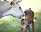 Liellopu reģistrēšanā mazina administratīvo slogu