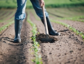 Kredītprocentu dzēšanai lauksaimniecības produktu pārstrādātājiem novirza 10 miljonus