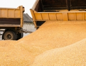 Pieņem PVN apgrieztās maksāšanas kārtību graudaugu sfērā