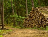 Latvijas meža produkcijas eksports pirmajā pusgadā pārsniedz vienu miljardu eiro