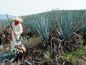 "Latvijas balzama" īpašnieks iegādājas tekilas ražotni Meksikā