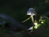 "Bauskas alus" paplašina bezalkoholisko segmentu ar tējas sēnes dzērienu