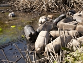 Divlitrīgo PET alus pudeļu aizliegums rosinās alus darītavu pārcelšanu uz kaimiņvalstīm