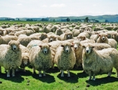 Augot pieprasījumam, pasaules tirgos prognozē aitu gaļas cenu pieaugumu