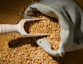 "Rīgas Dzirnavnieks" auzu audzēšanas programmā šogad piedalīsies 30 zemnieku saimniecības