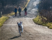Dzīvnieku patversmes atbrīvo no obligātās samaksas par suņu reģistrēšanu