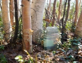 Eiropā turpina augt pieprasījums pēc bērzu sulām un palielinās arī konkurence