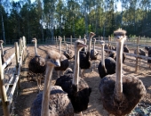 Lielākā strausu ferma Latvijā