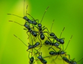 MK atbalsta būtiskus uzlabojumus kooperatīvo sabiedrību regulējumā 