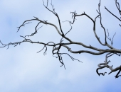 Franšīzes regulējums Latvijā