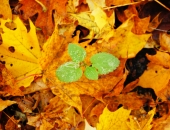 Solidaritātes nodokļa likmes ar 2019.gadu tiks atceltas