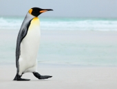 Eiropas Komisija apgriež reversajam PVN spārnus