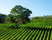 Vienkāršos publiskai personai piederošo zemesgabalu iznomāšanas kārtību