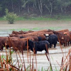 iFinanses.lv Bizness