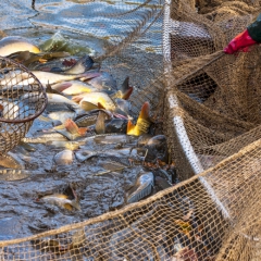 iFinanses.lv Bizness